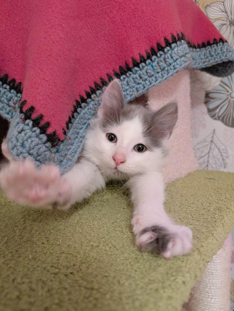 Sunny D, an adoptable Domestic Long Hair in Beaverton, OR image 1/2