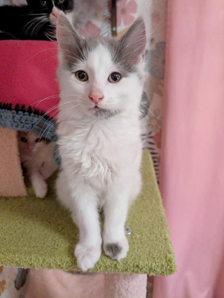 Sunny D, an adoptable Domestic Long Hair in Beaverton, OR image 2/2