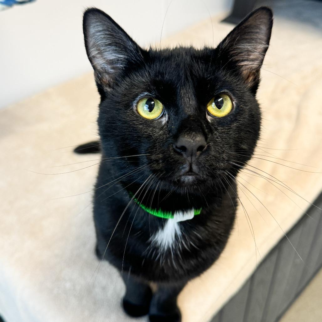 Enlarge Mayhem, a Adoptable Domestic Short Hair in Fort Wayne, IN image 1/4