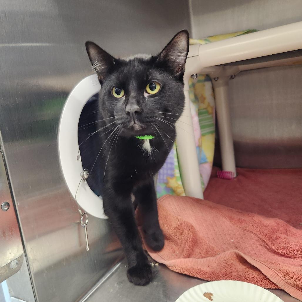 Enlarge Mayhem, a Adoptable Domestic Short Hair in Fort Wayne, IN image 2/4