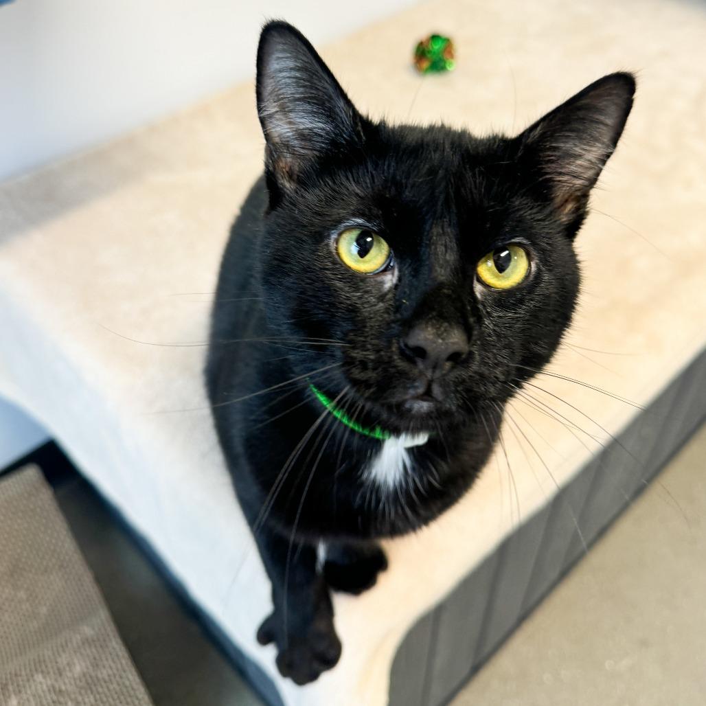 Enlarge Mayhem, a Adoptable Domestic Short Hair in Fort Wayne, IN image 3/4