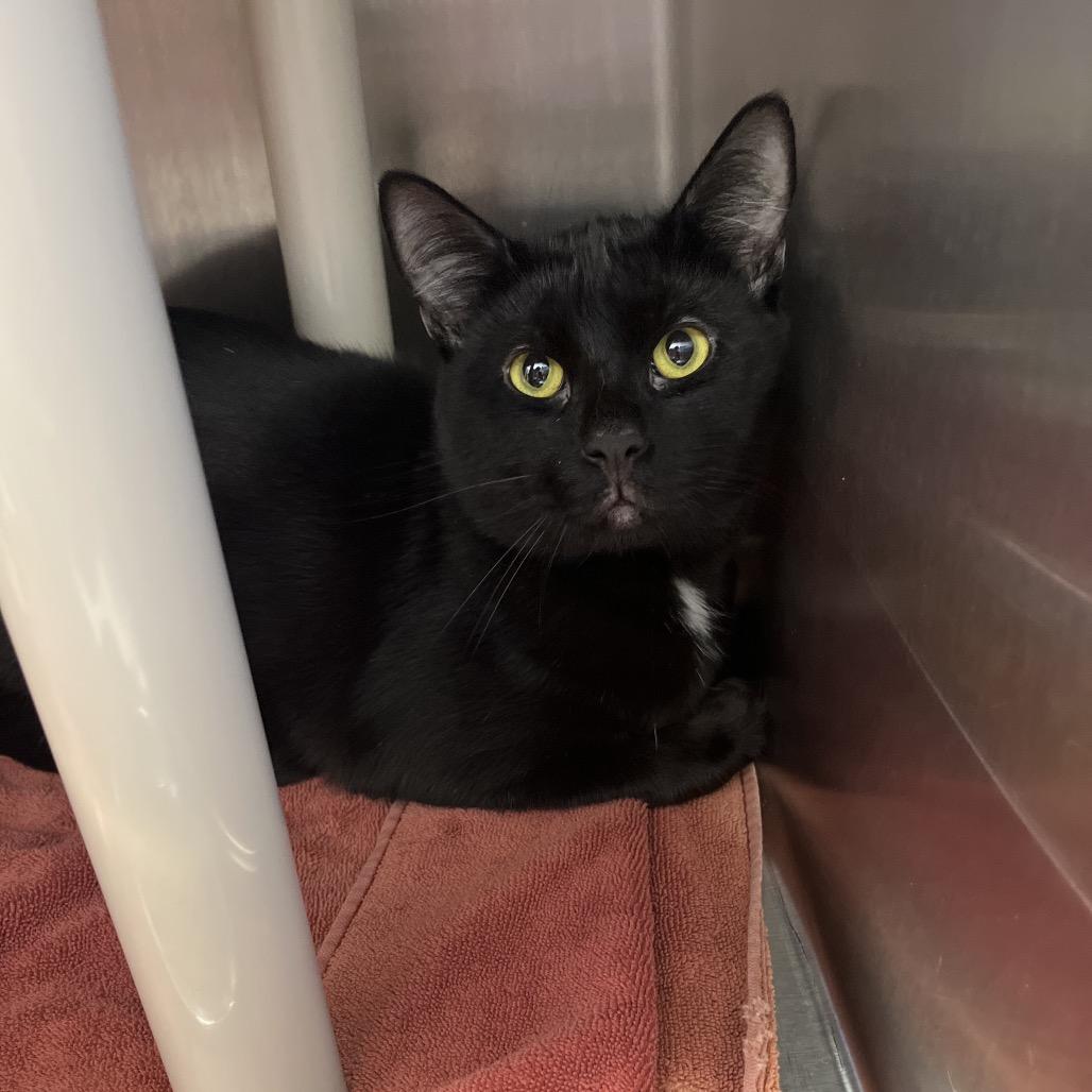 Enlarge Mayhem, a Adoptable Domestic Short Hair in Fort Wayne, IN image 4/4