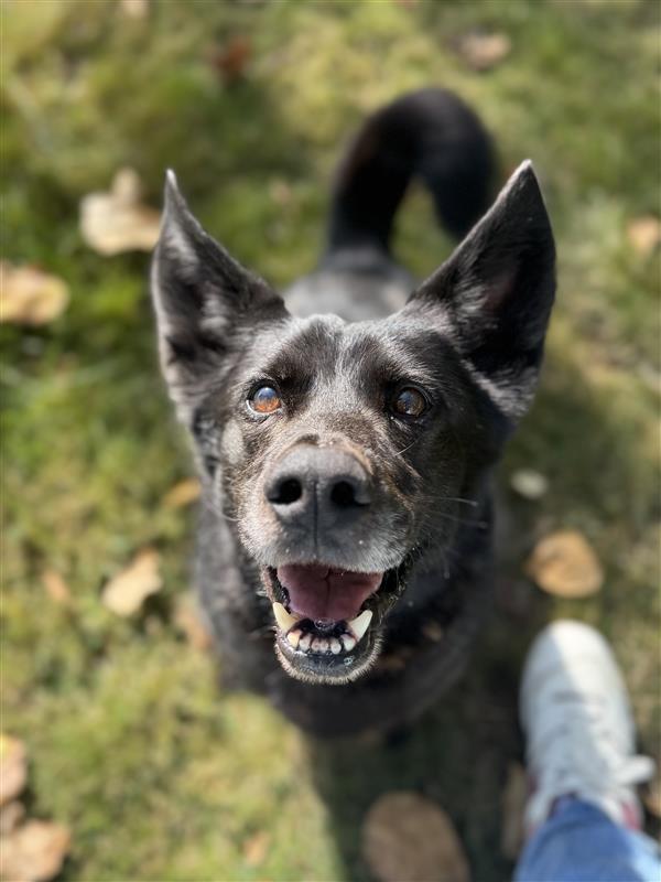 Enlarge Cookie #39210 (6 Years Old) , a Adoptable mixed breed in Langley, BC image 1/6