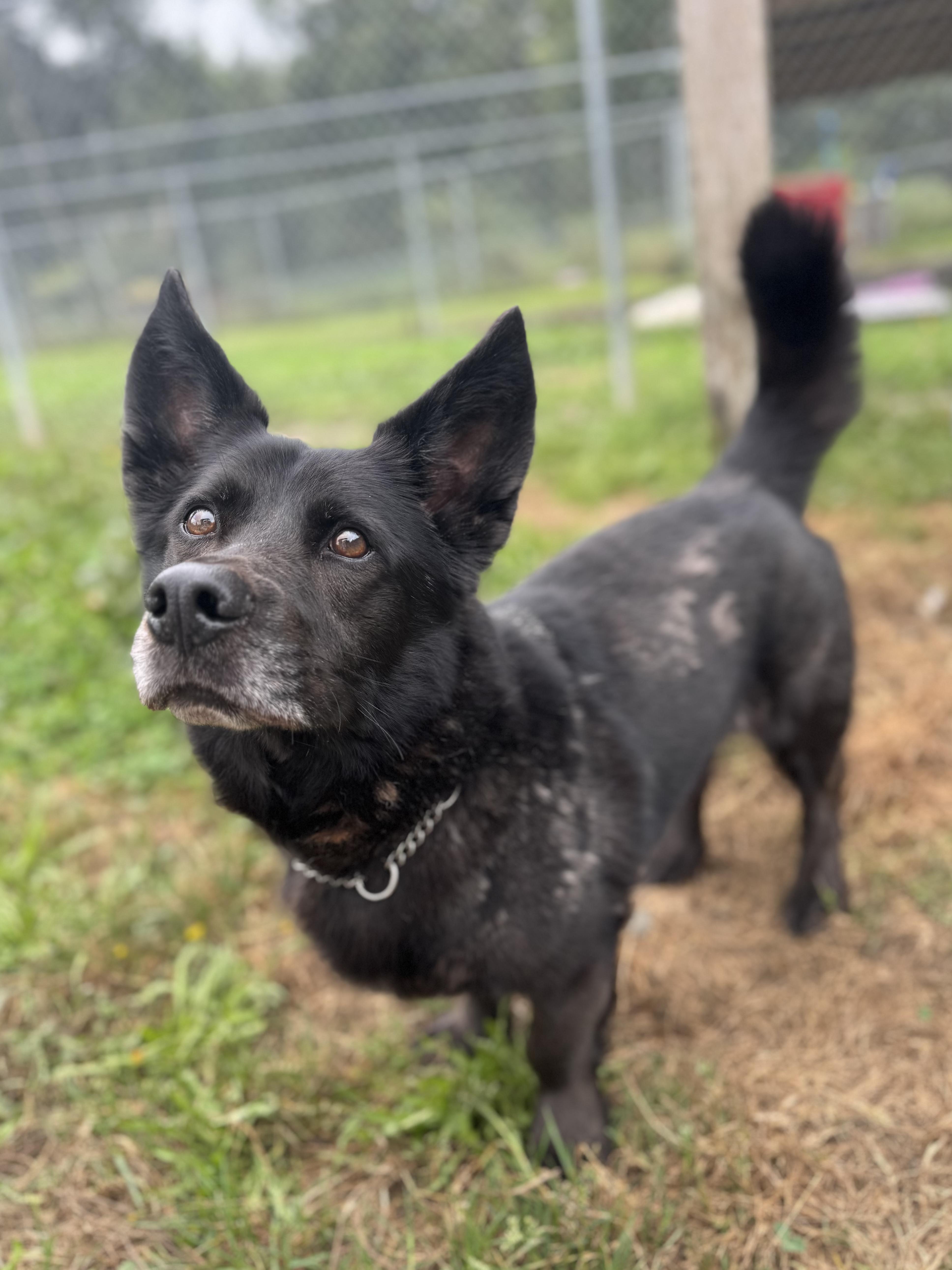 Enlarge Cookie #39210 (6 Years Old) , a Adoptable mixed breed in Langley, BC image 2/6