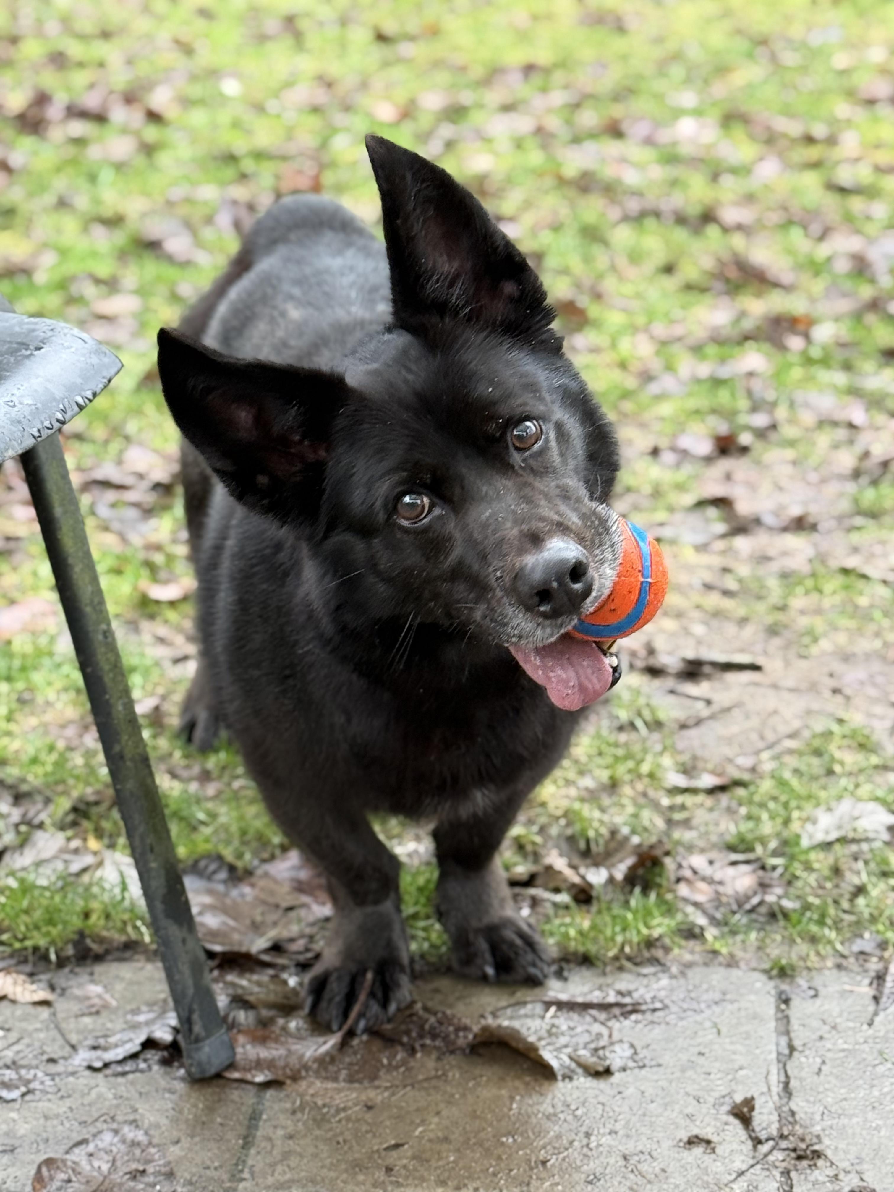Enlarge Cookie #39210 (6 Years Old) , a Adoptable mixed breed in Langley, BC image 5/6
