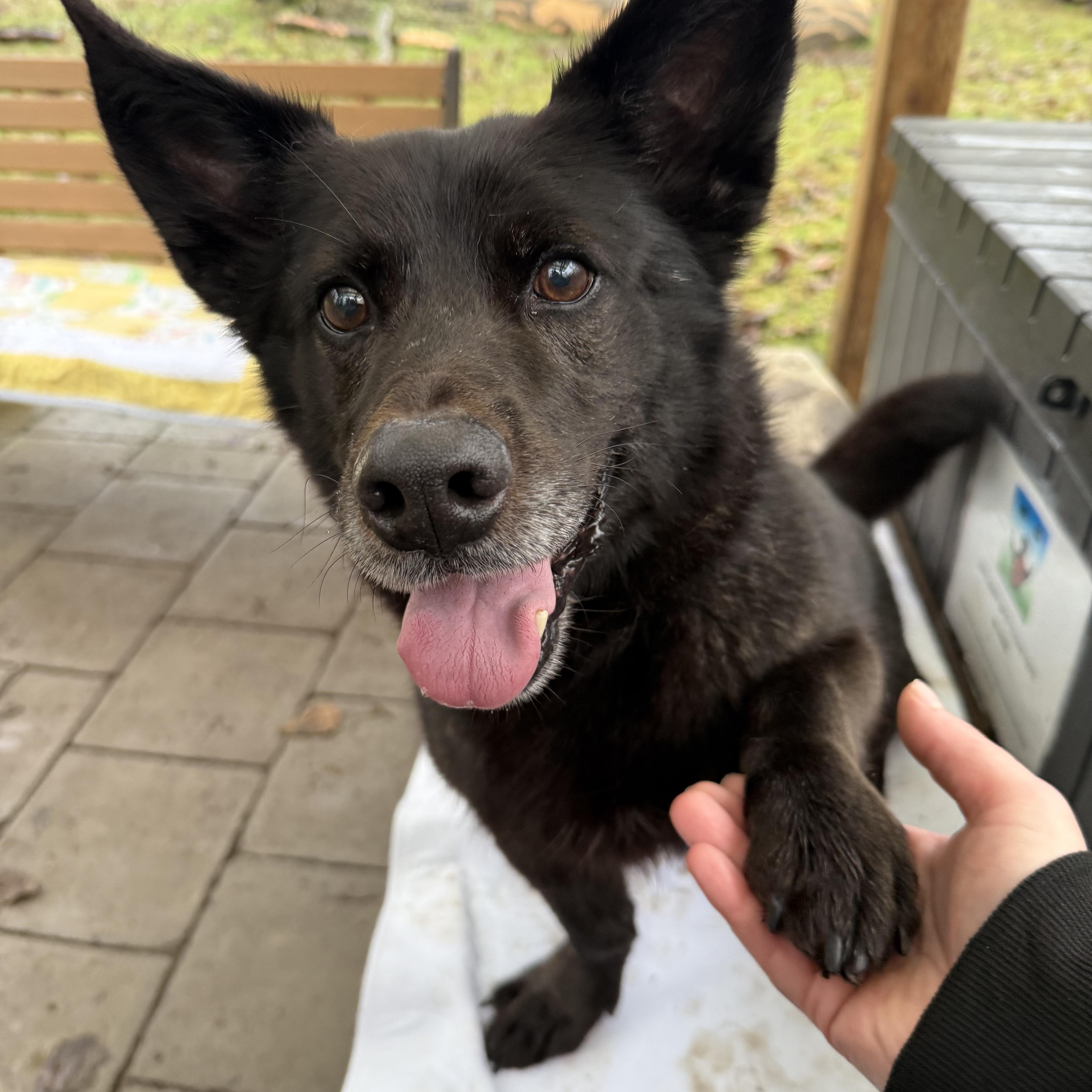 Enlarge Cookie #39210 (6 Years Old) , a Adoptable mixed breed in Langley, BC image 4/6