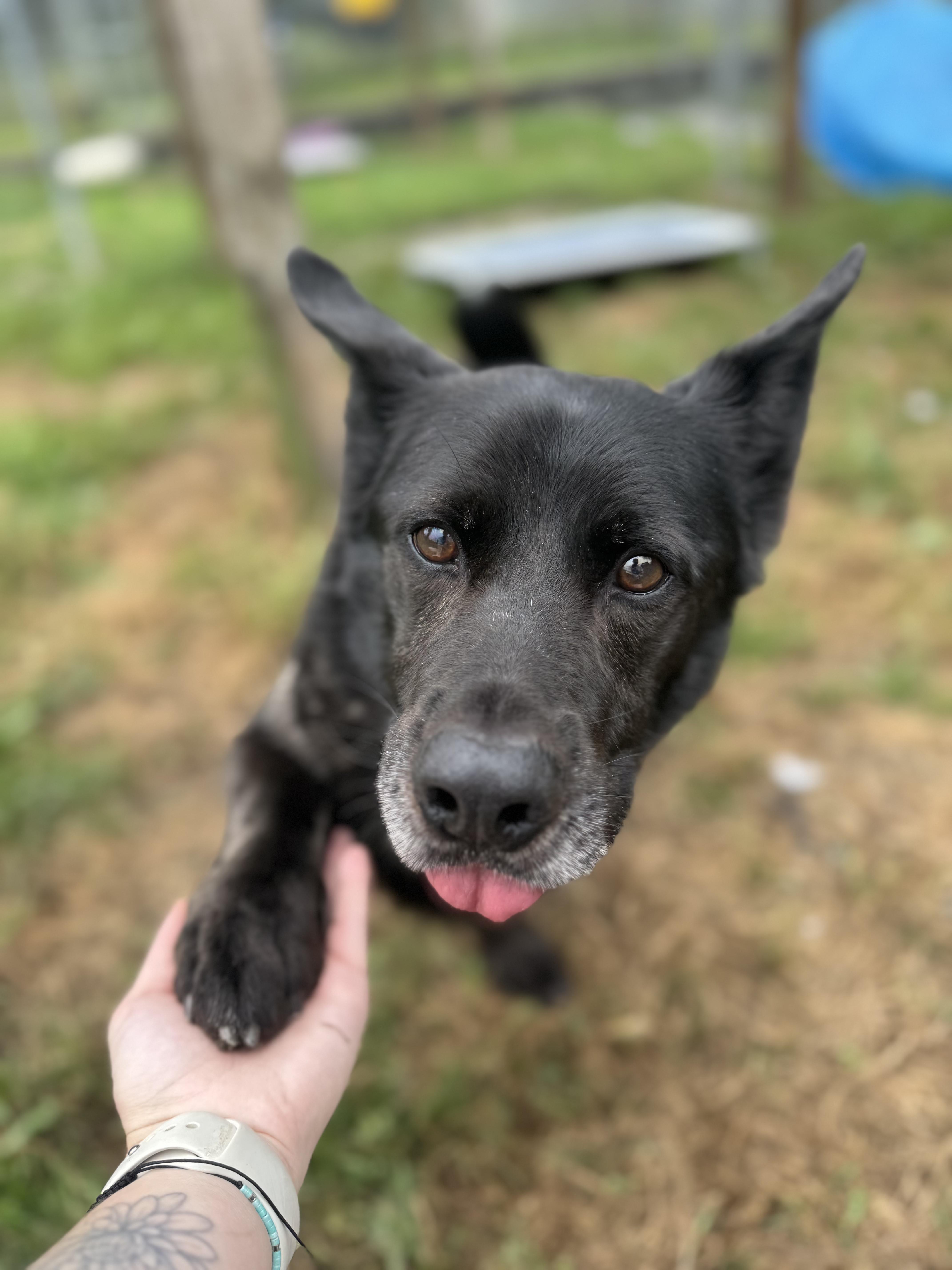 Enlarge Cookie #39210 (6 Years Old) , a Adoptable mixed breed in Langley, BC image 3/6