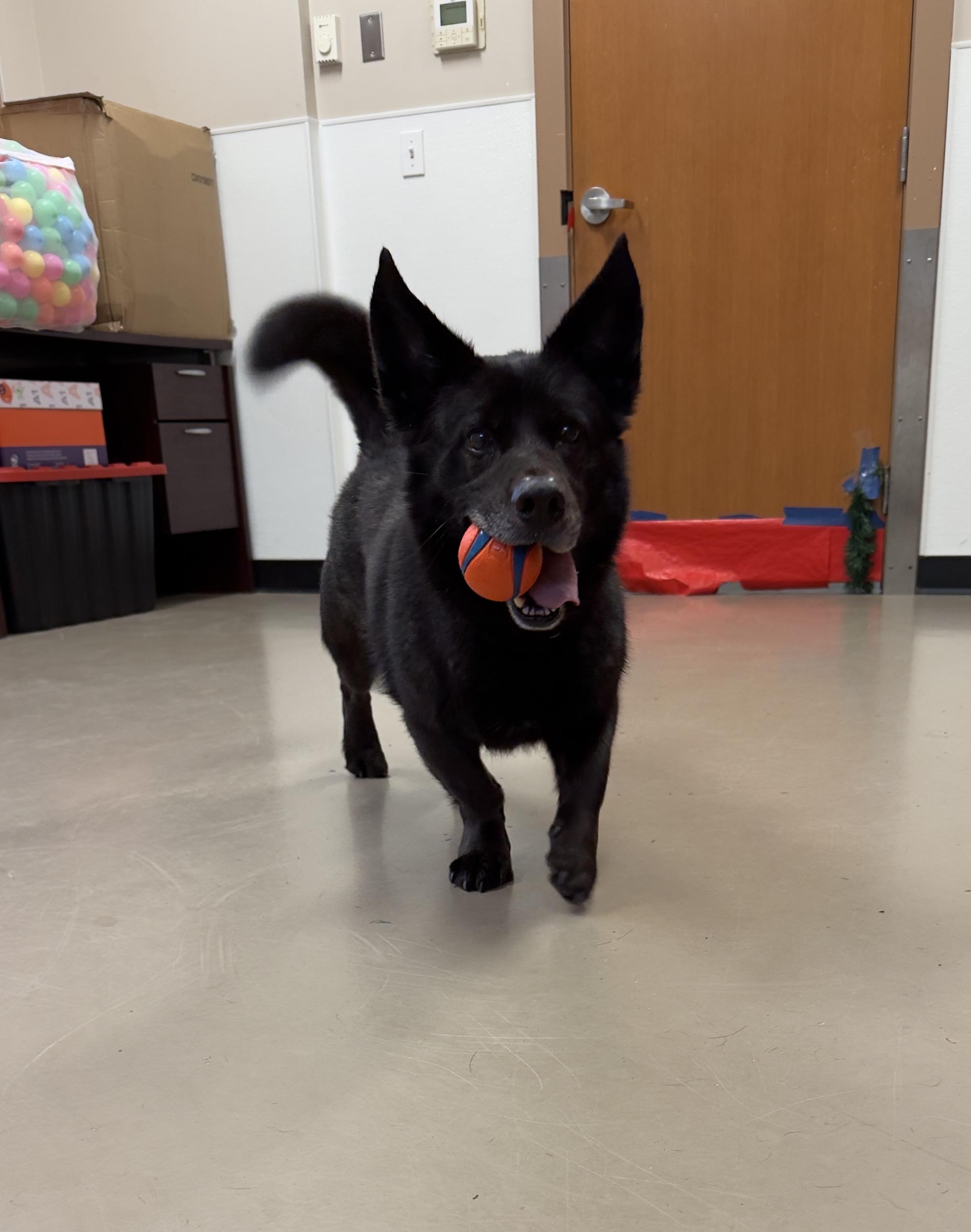 Enlarge Cookie #39210 (6 Years Old) , a Adoptable mixed breed in Langley, BC image 6/6