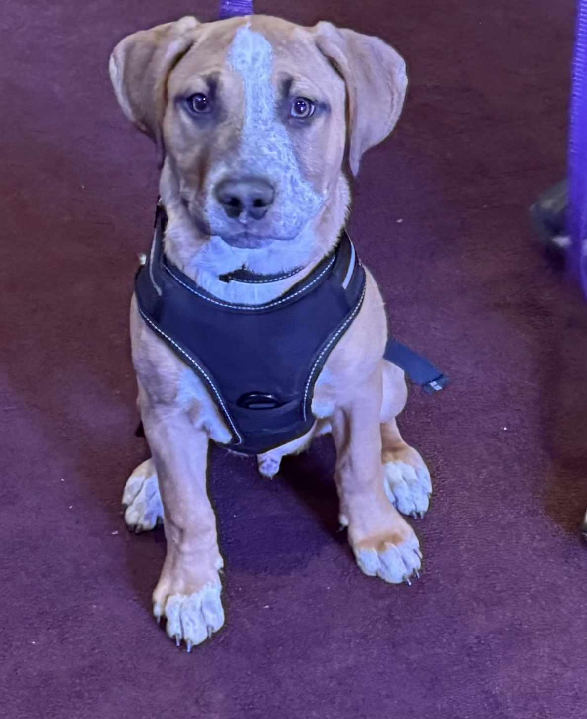 Freddie, a Adopted Boxer in Ashville, OH image 1/3