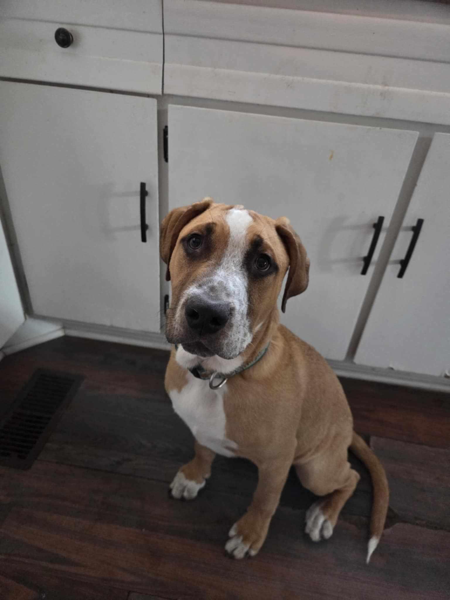 Freddie, Adopted, Puppy Male Boxer.