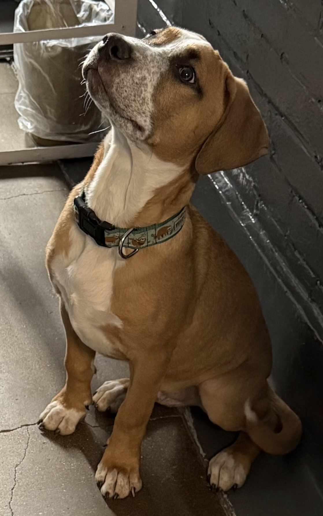 Freddie, a Adopted Boxer in Ashville, OH image 3/3