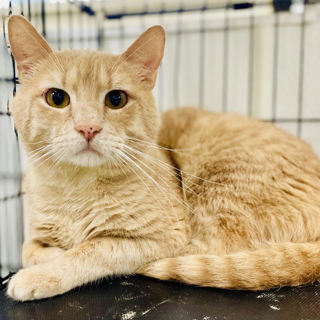Enlarge Butters, a Adoptable Domestic Short Hair in Lebanon, MO image 1/1