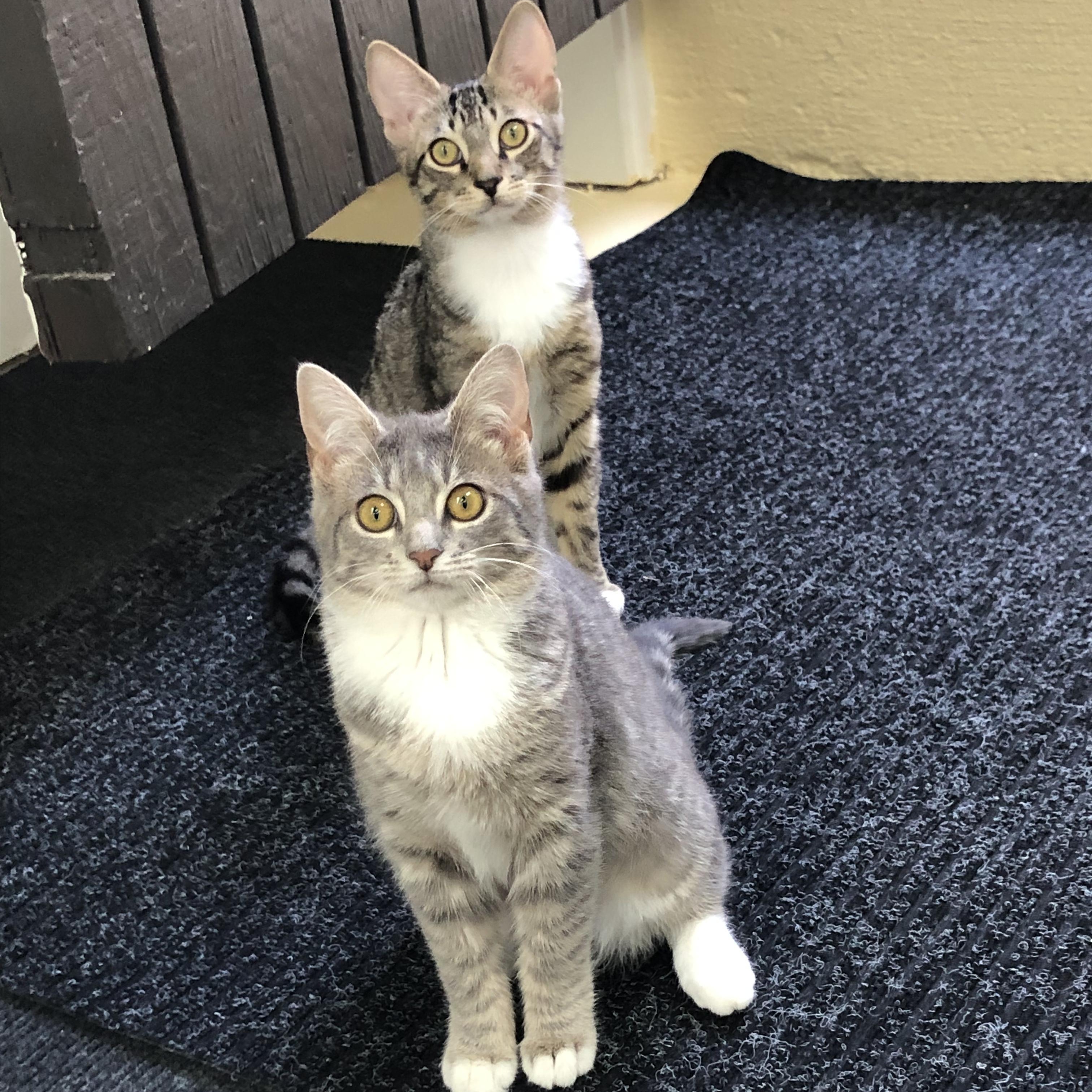 Macy & Maurice, Adoptable, Young Male Domestic Short Hair.