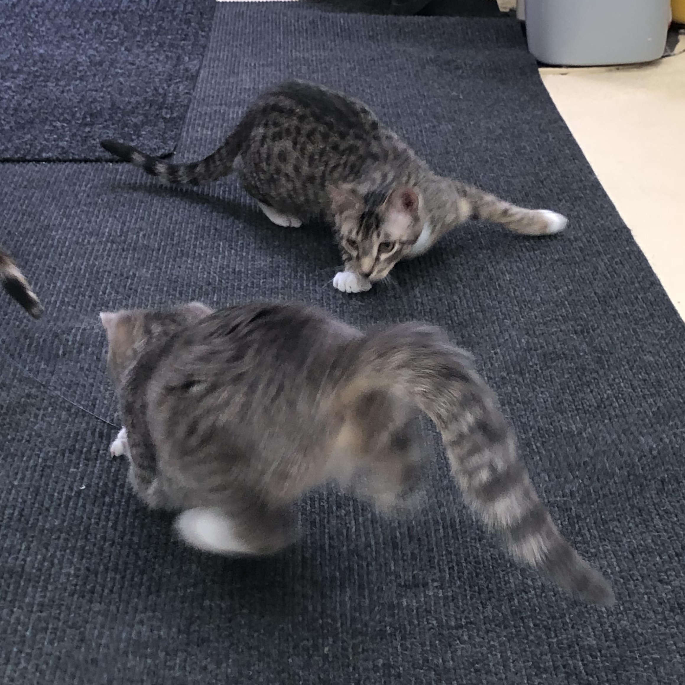 Enlarge Macy & Maurice, a Adoptable Domestic Short Hair in Frederick, MD image 5/6