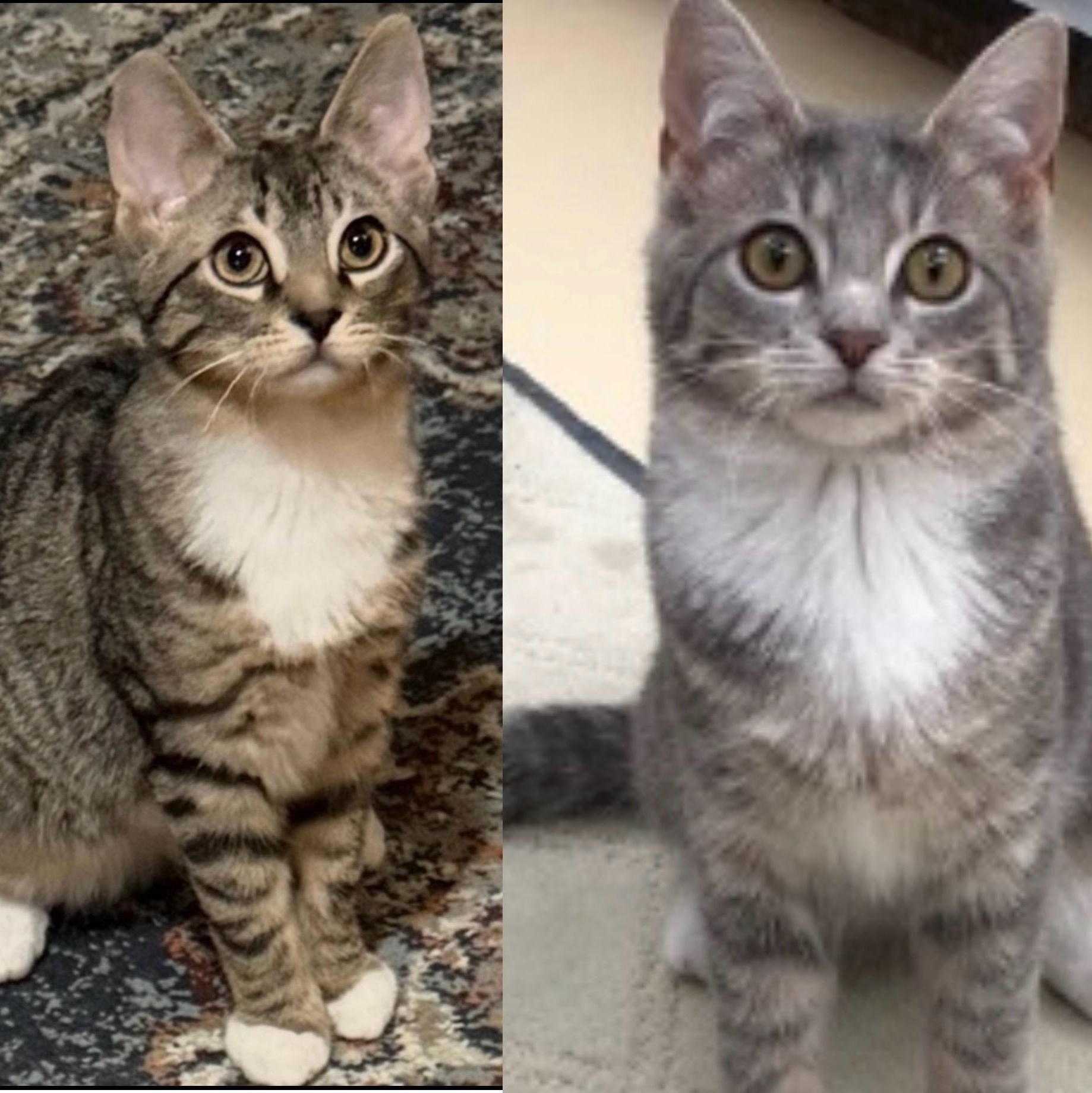 Enlarge Macy & Maurice, a Adoptable Domestic Short Hair in Frederick, MD image 6/6