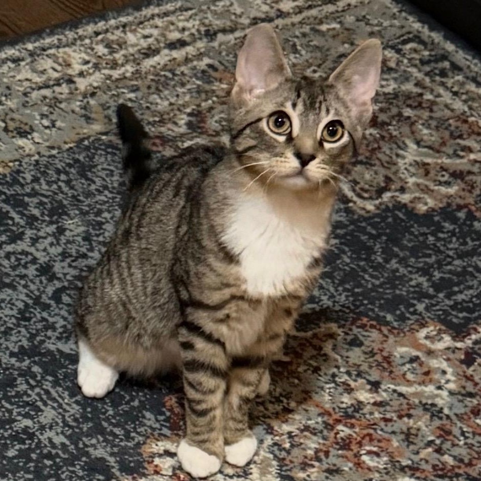 Enlarge Macy & Maurice, a Adoptable Domestic Short Hair in Frederick, MD image 4/6