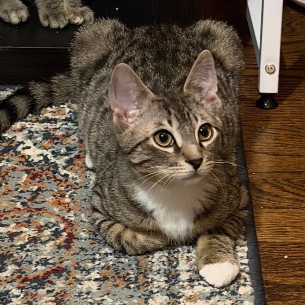 Enlarge Macy & Maurice, a Adoptable Domestic Short Hair in Frederick, MD image 2/6
