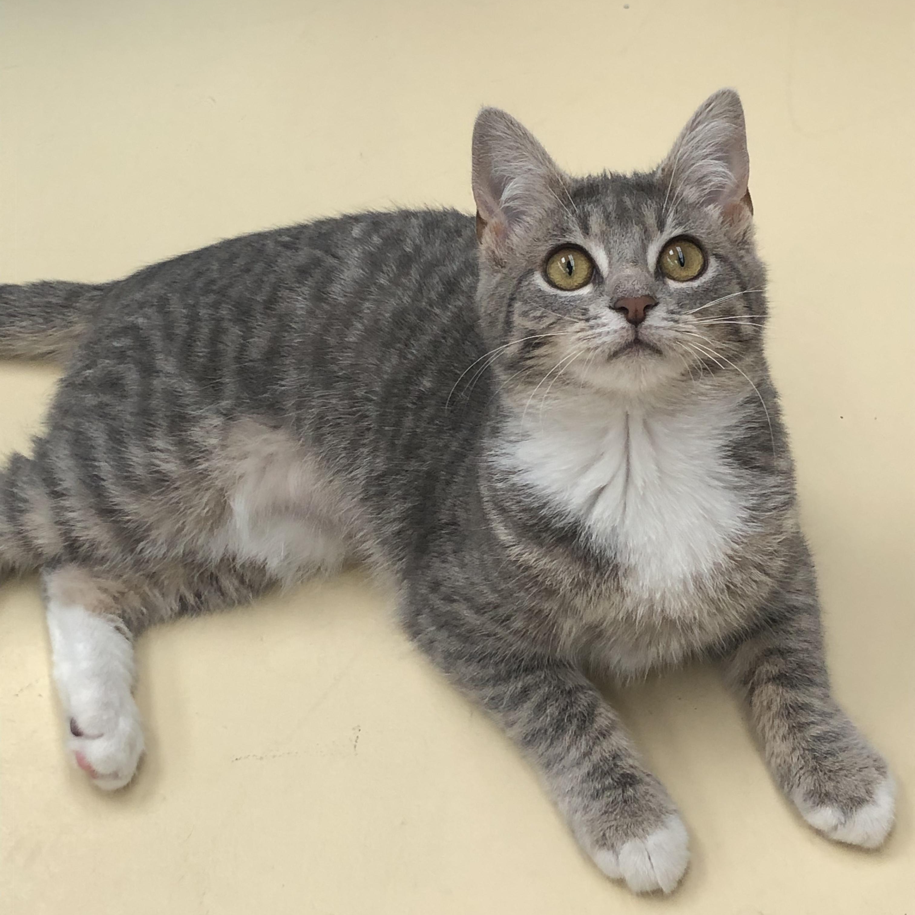Enlarge Macy & Maurice, a Adoptable Domestic Short Hair in Frederick, MD image 3/6