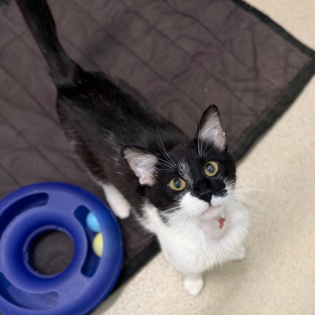 Trucker, a Adoptable Domestic Short Hair in Marshall, VA image 1/6