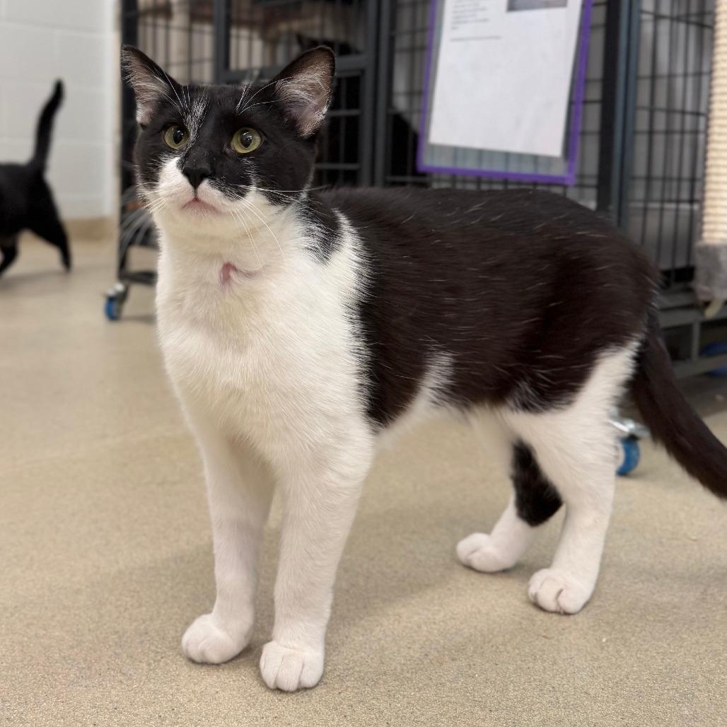 Trucker, a Adoptable Domestic Short Hair in Marshall, VA image 2/6