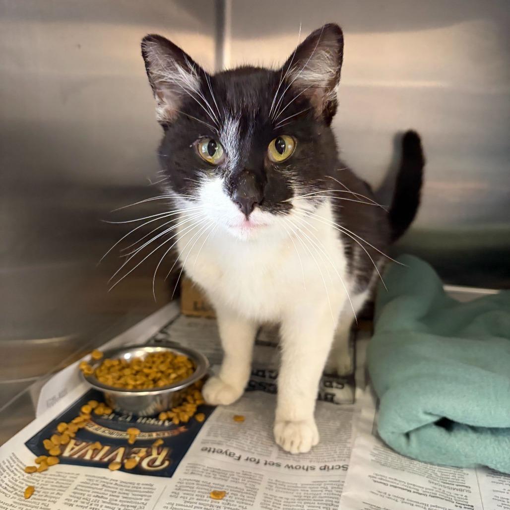 Trucker, a Adoptable Domestic Short Hair in Marshall, VA image 3/6