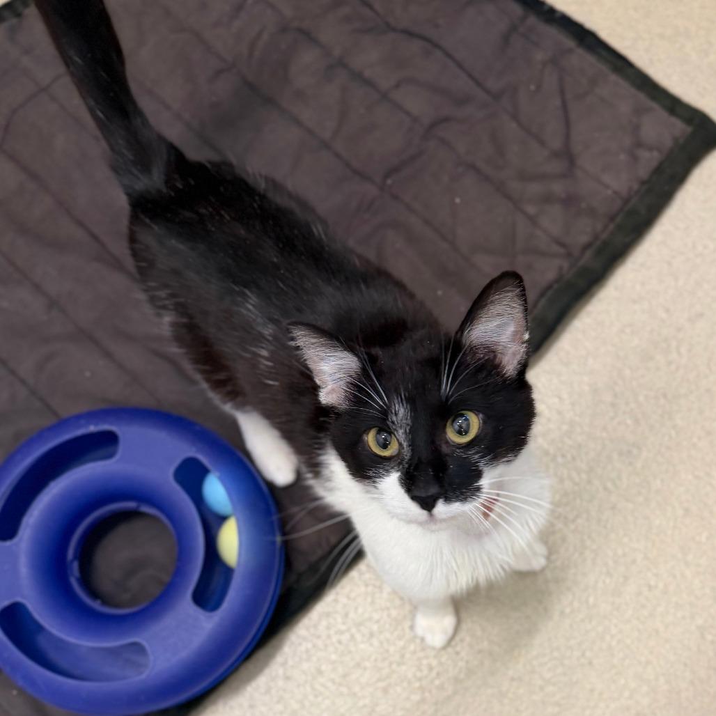 Trucker, a Adoptable Domestic Short Hair in Marshall, VA image 4/6