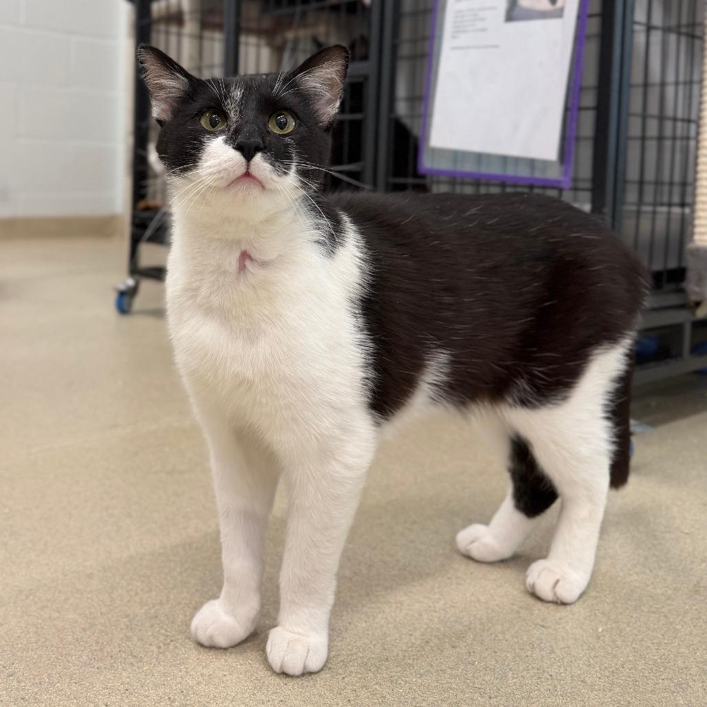 Trucker, a Adoptable Domestic Short Hair in Marshall, VA image 5/6