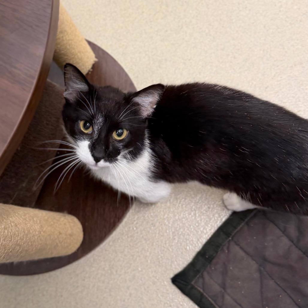 Trucker, a Adoptable Domestic Short Hair in Marshall, VA image 6/6