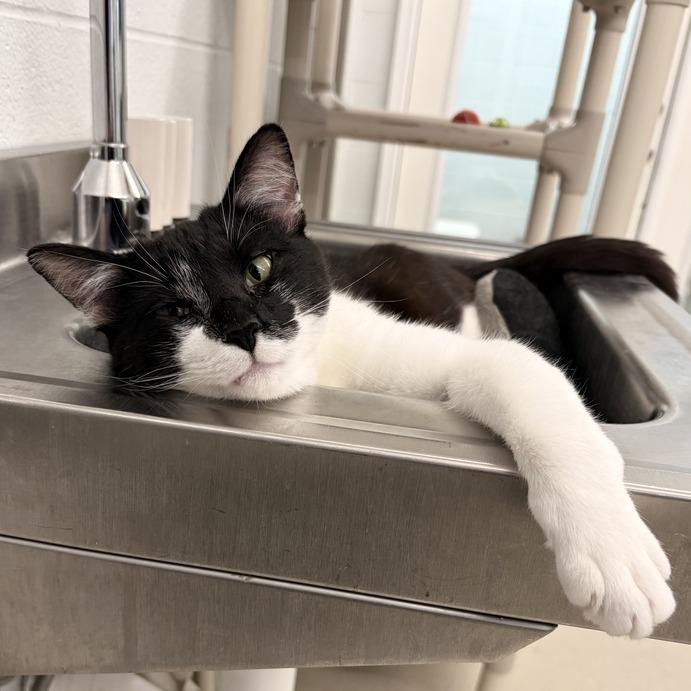 Enlarge Trucker, a Adoptable Domestic Short Hair in Marshall, VA image 4/4