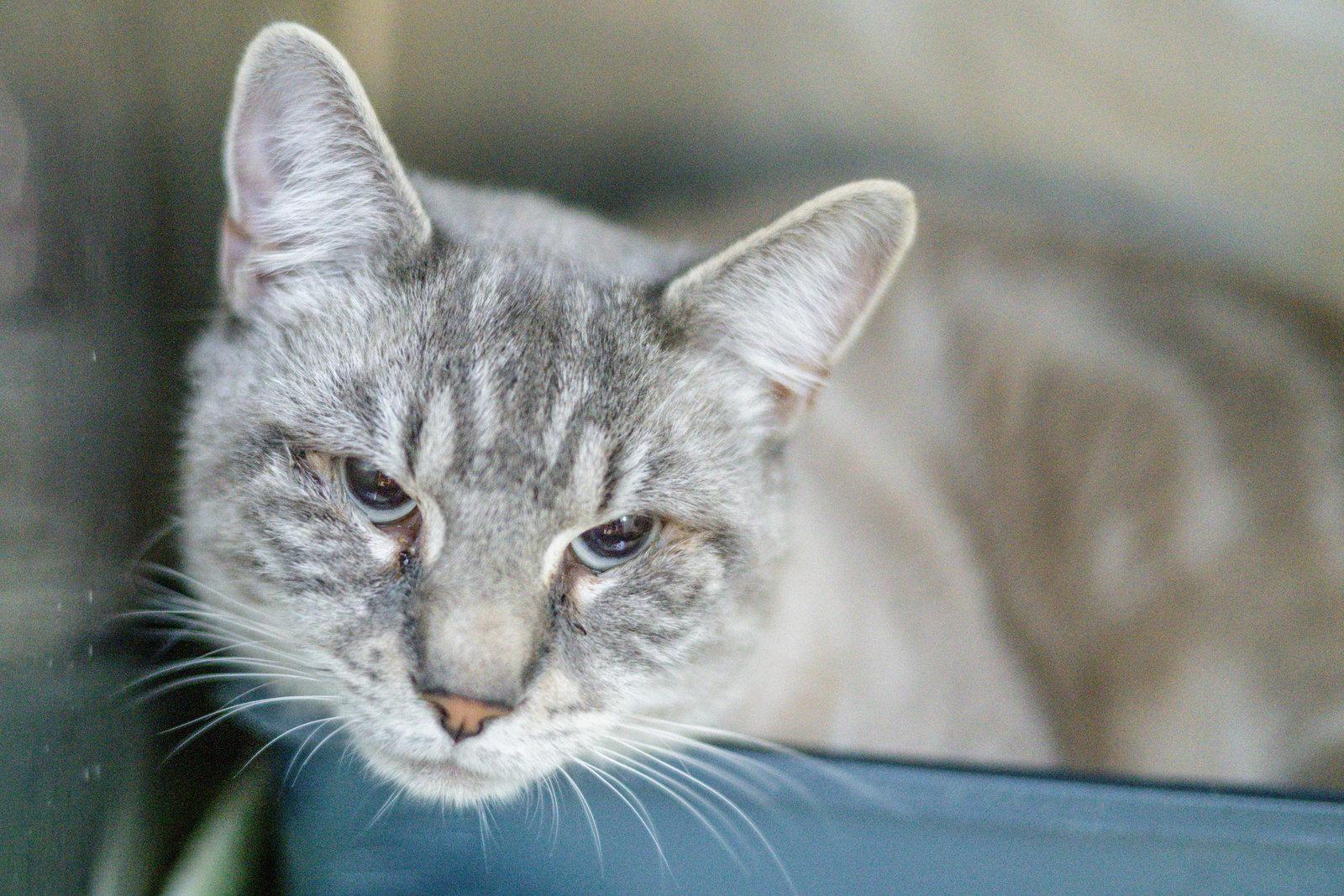 Ghost, Adoptable, Adult Male Domestic Short Hair.