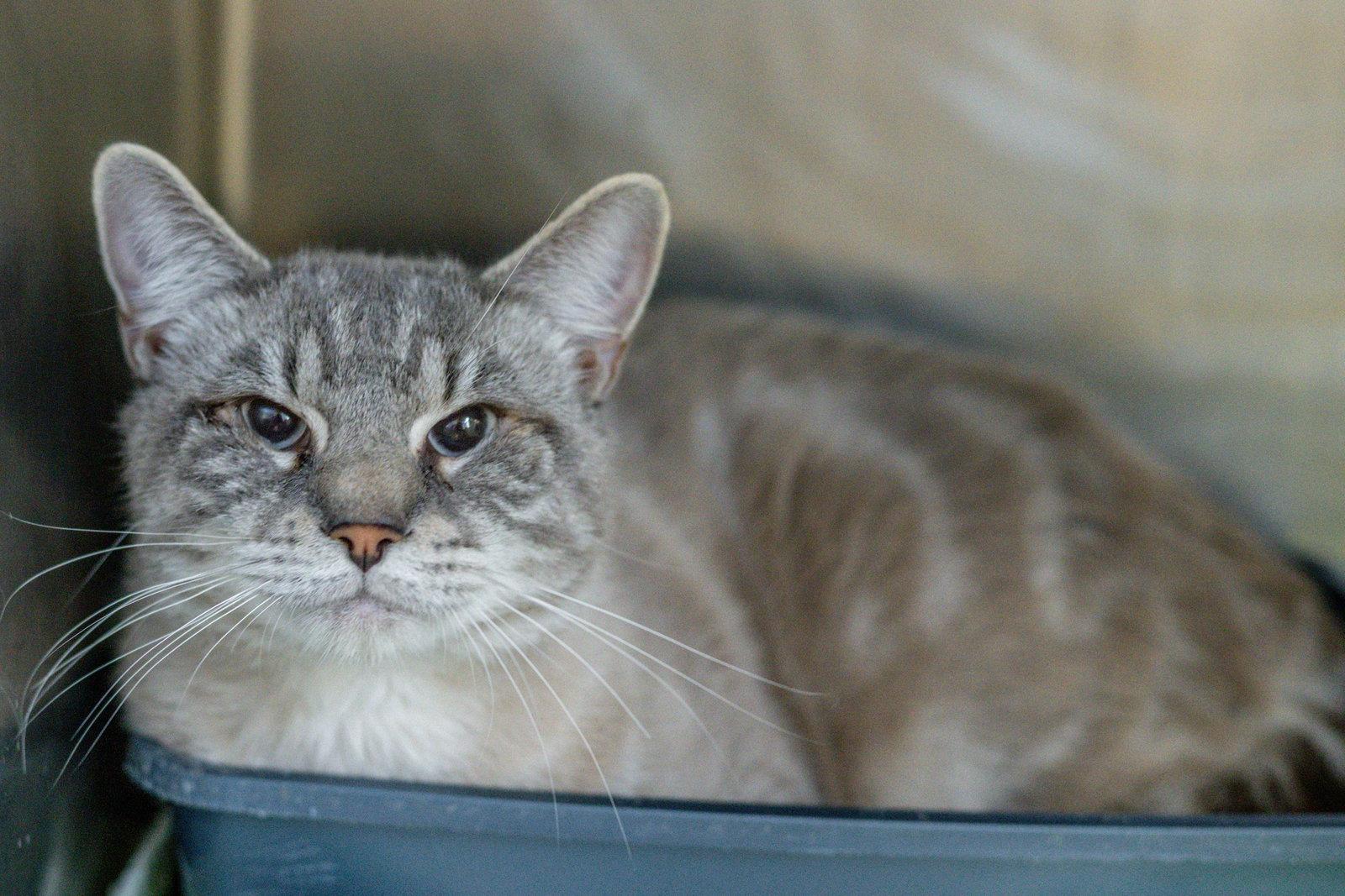 Enlarge Ghost, a Adoptable Domestic Short Hair in Hilton Head Island, SC image 2/3