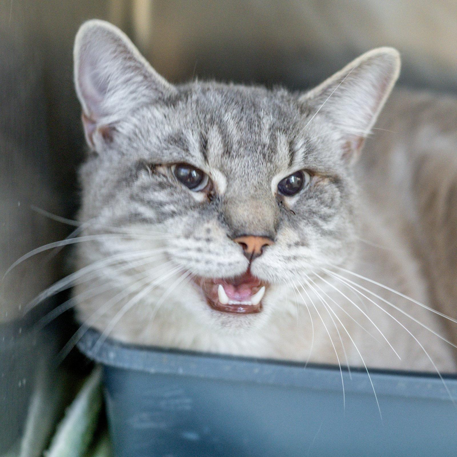 Enlarge Ghost, a Adoptable Domestic Short Hair in Hilton Head Island, SC image 3/3
