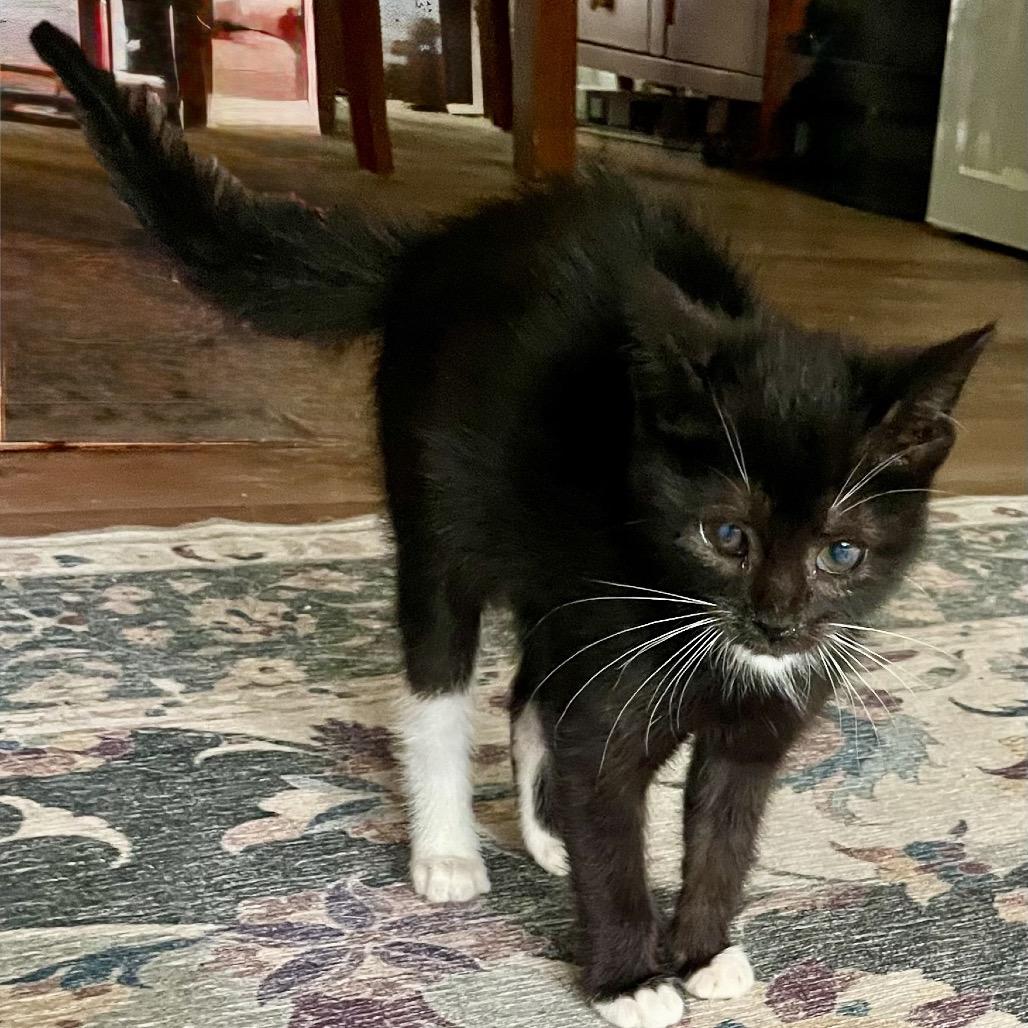 Tremendous One, Adoptable, Kitten Female Domestic Short Hair.