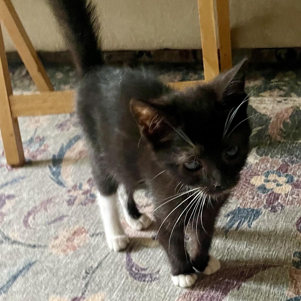 Enlarge Tremendous One, a Adoptable Domestic Short Hair in Fredericksburg, VA image 2/4