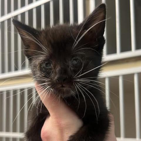 Enlarge Tremendous One, a Adoptable Domestic Short Hair in Fredericksburg, VA image 3/4