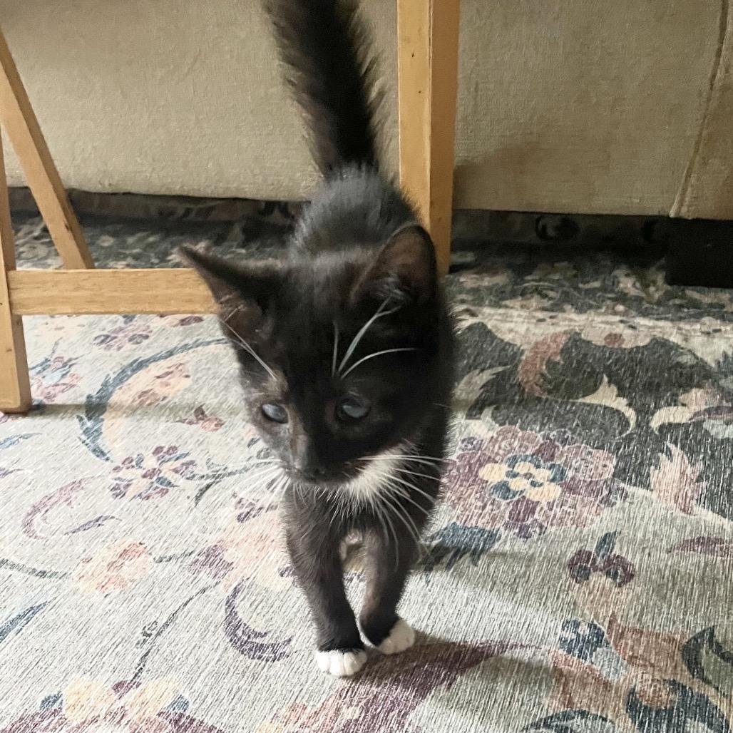 Enlarge Tremendous One, a Adoptable Domestic Short Hair in Fredericksburg, VA image 4/4