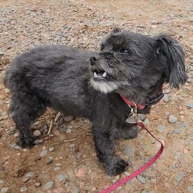Suzie, Adoptable, Senior Female Shih Tzu.