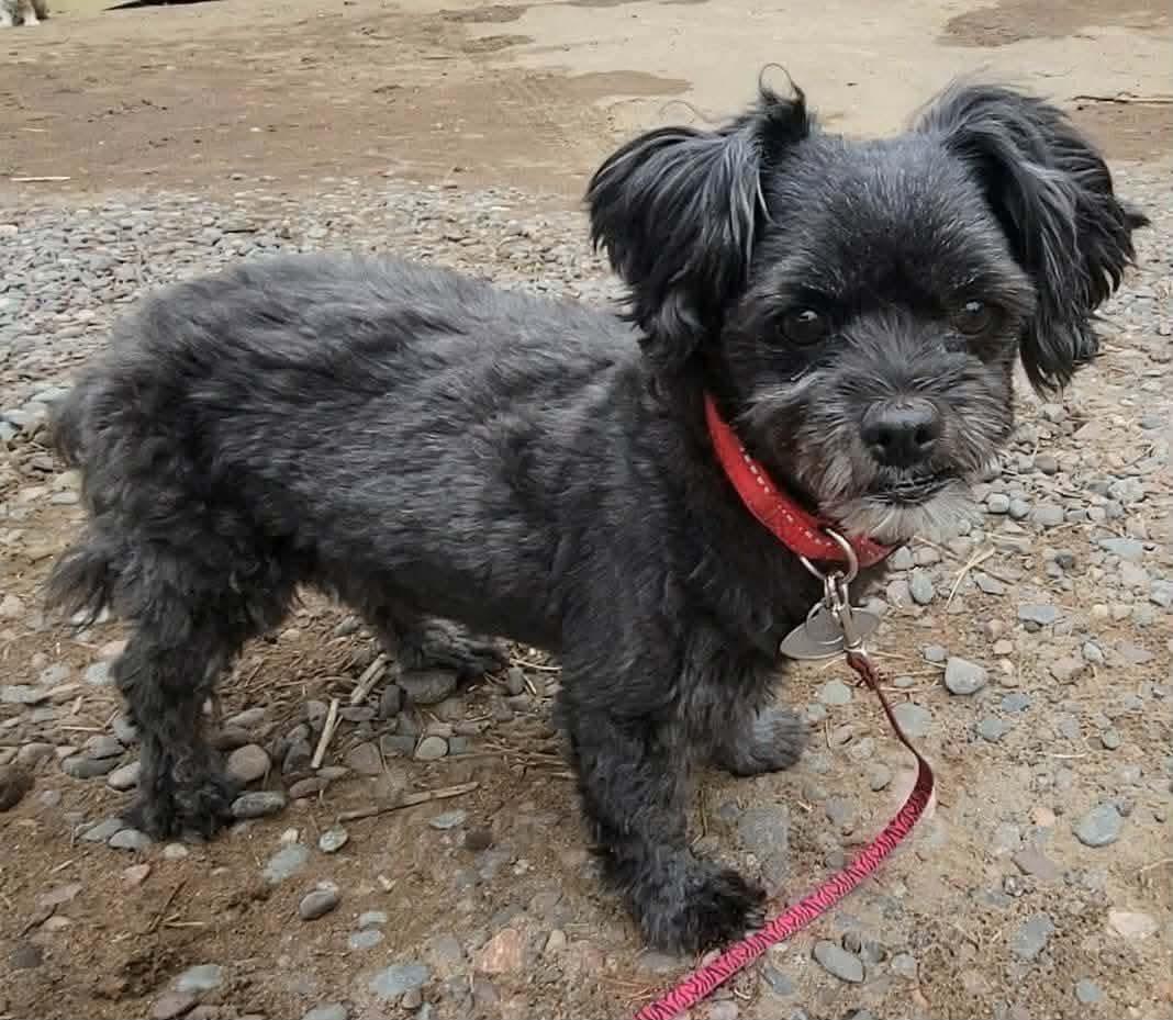 Suzie, a Adoptable Shih Tzu in Duluth, MN image 2/3