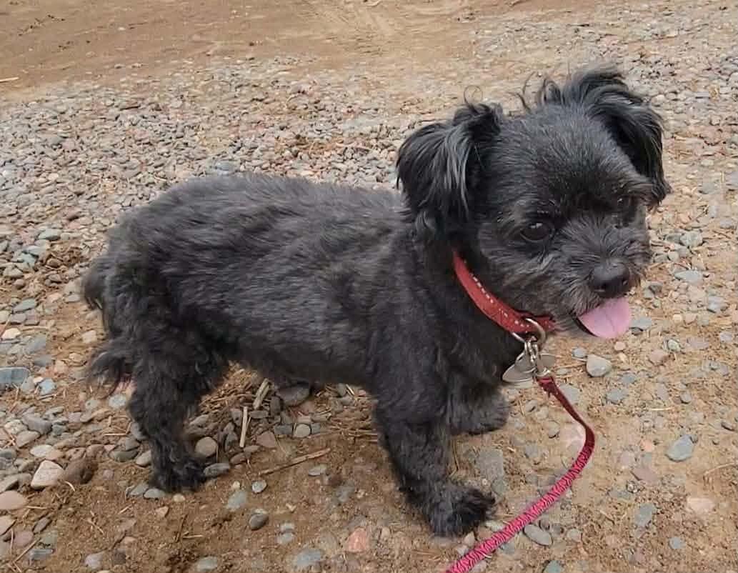 Suzie, a Adoptable Shih Tzu in Duluth, MN image 3/3
