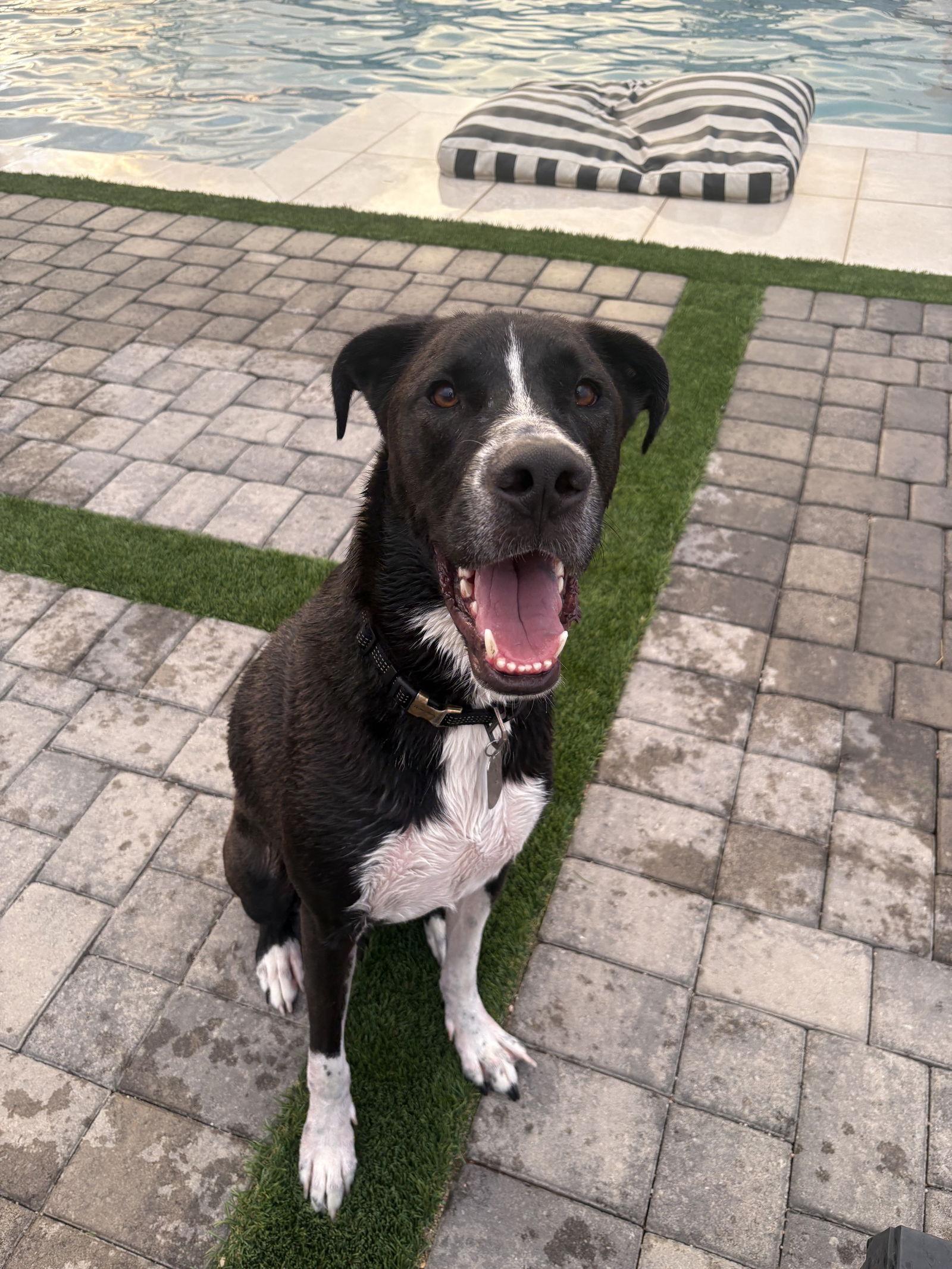 CLUTCH, Adopted, Adult Male Labrador Retriever & Pit Bull Terrier.
