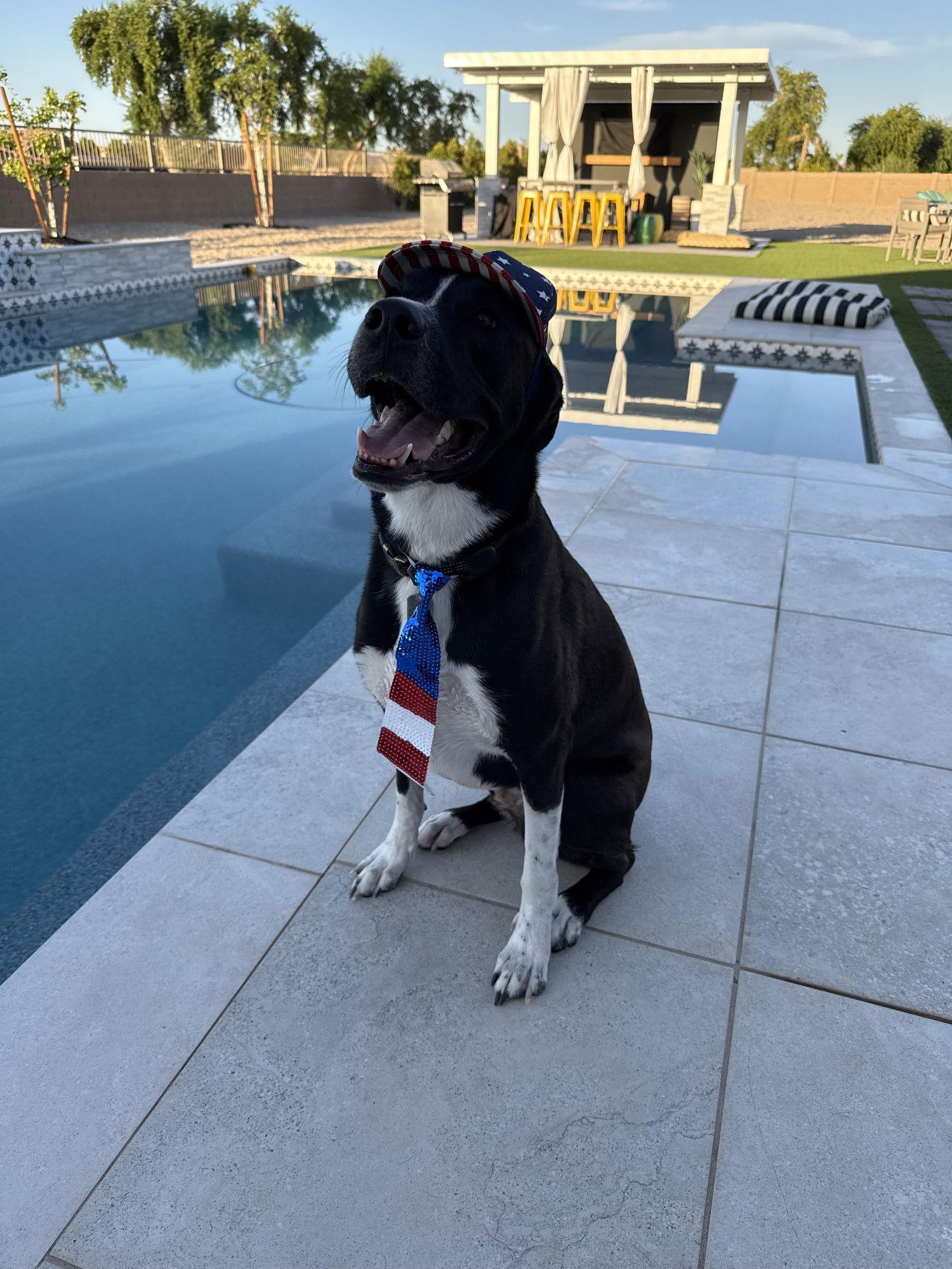 Enlarge CLUTCH, a Adopted mixed breed in Chandler, AZ image 2/3