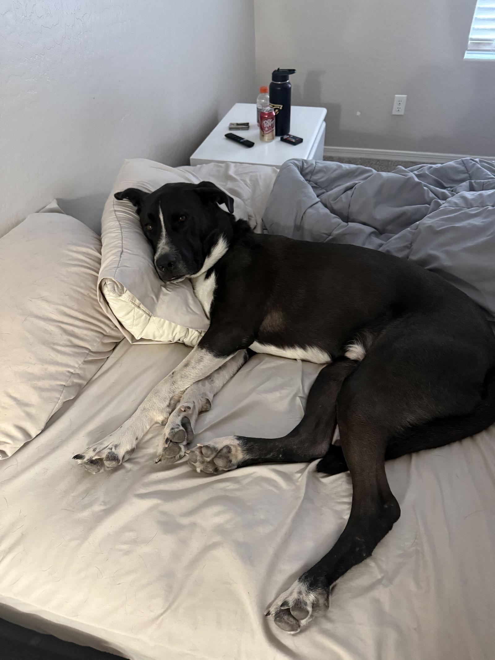 Enlarge CLUTCH, a Adopted mixed breed in Chandler, AZ image 3/3
