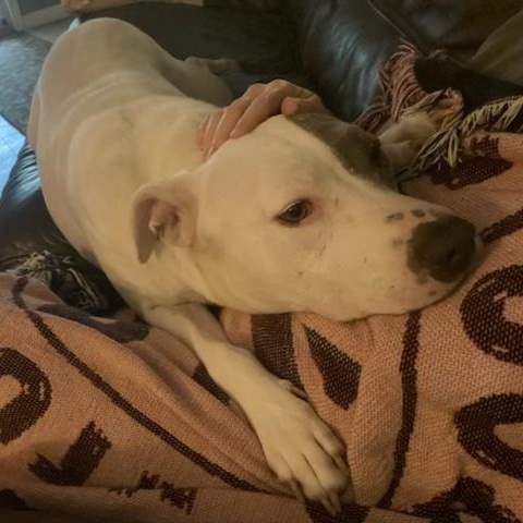 Penny, a Soft, Sweet, Snuggling Girl!!, a Adoptable mixed breed in Cambridge, MA image 4/6