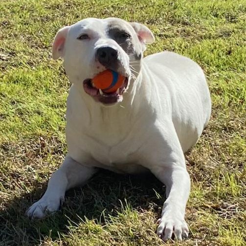 Penny, a Soft, Sweet, Snuggling Girl!!, a Adoptable mixed breed in Cambridge, MA image 3/6