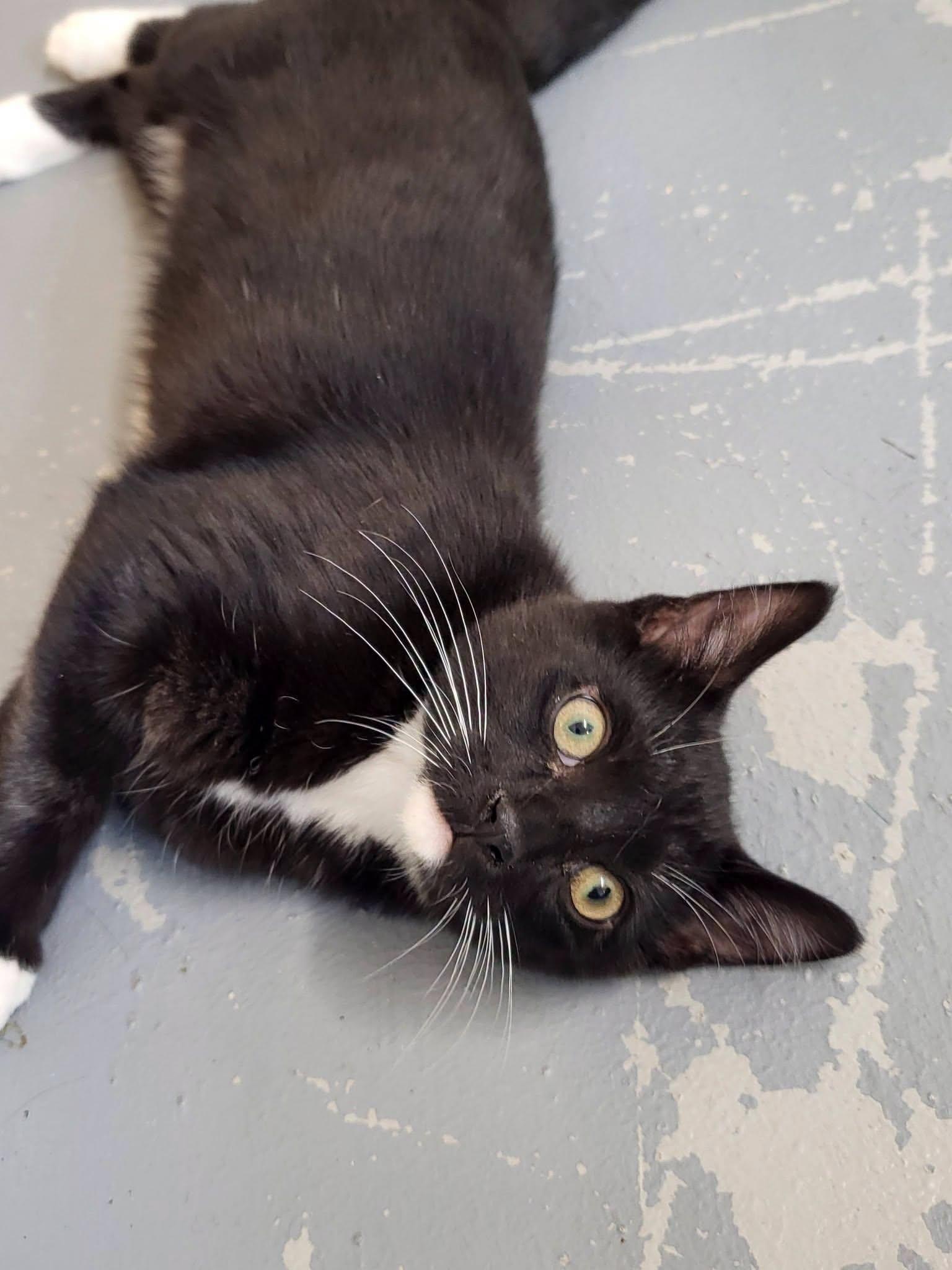 Tyson, adopted, Young Male Domestic Short Hair.