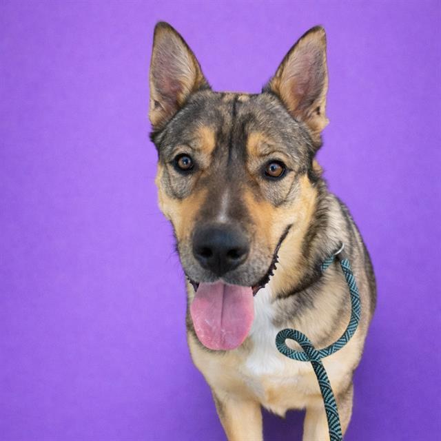 Enlarge MEATBALL, a Adoptable mixed breed in Redlands, CA image 1/1