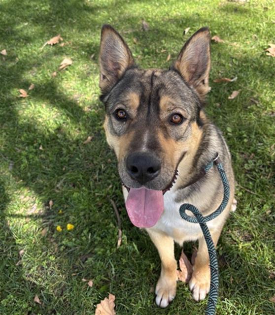 MEATBALL, Adoptable, Adult Male German Shepherd Dog & Mixed Breed.
