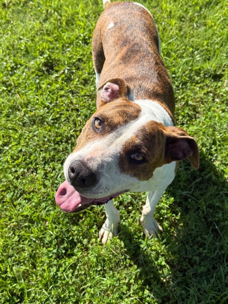 Jinx, Adoptable, Adult Female Pit Bull Terrier.
