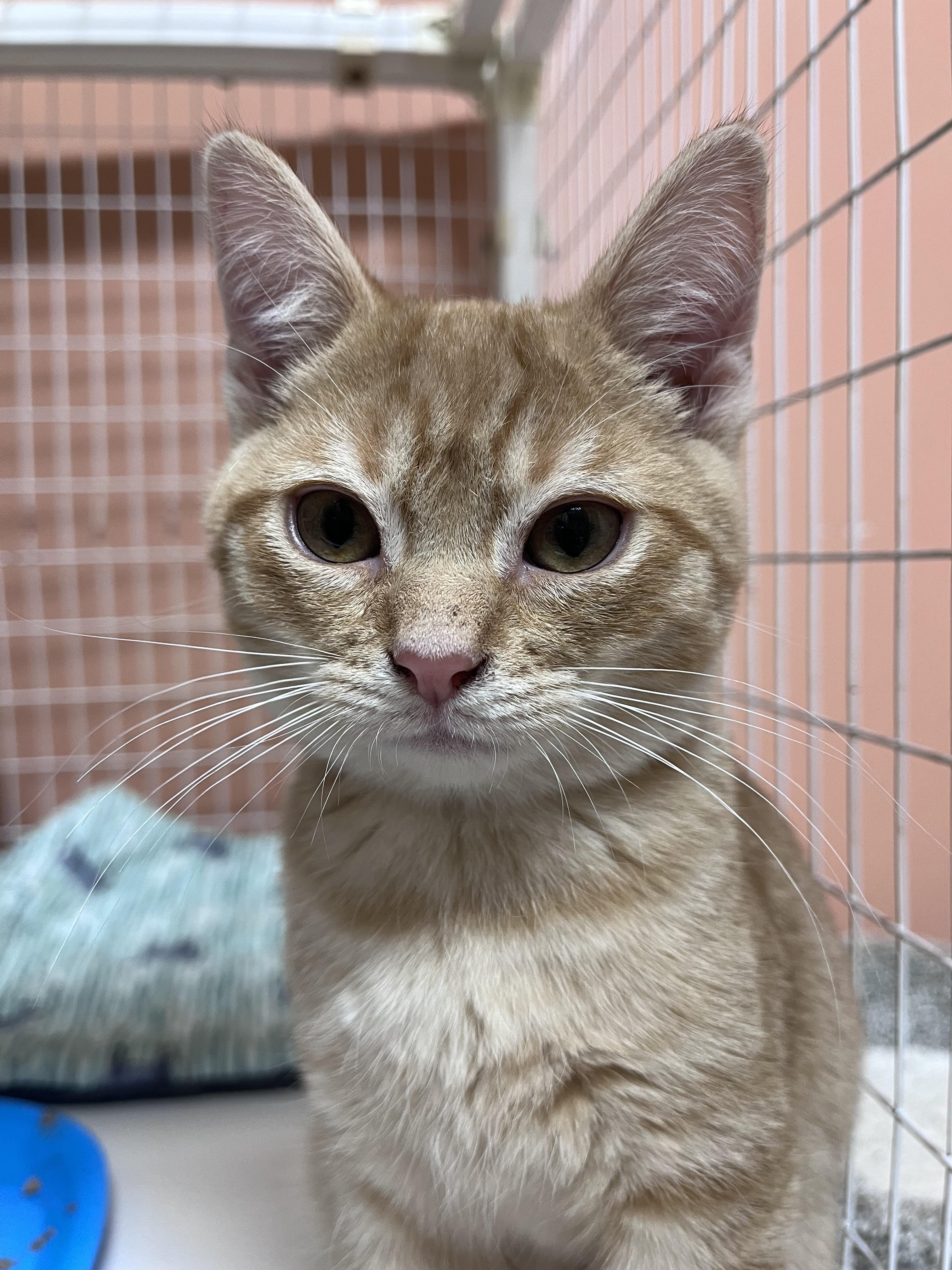 Sherbert , adopted, Kitten Male Domestic Short Hair.