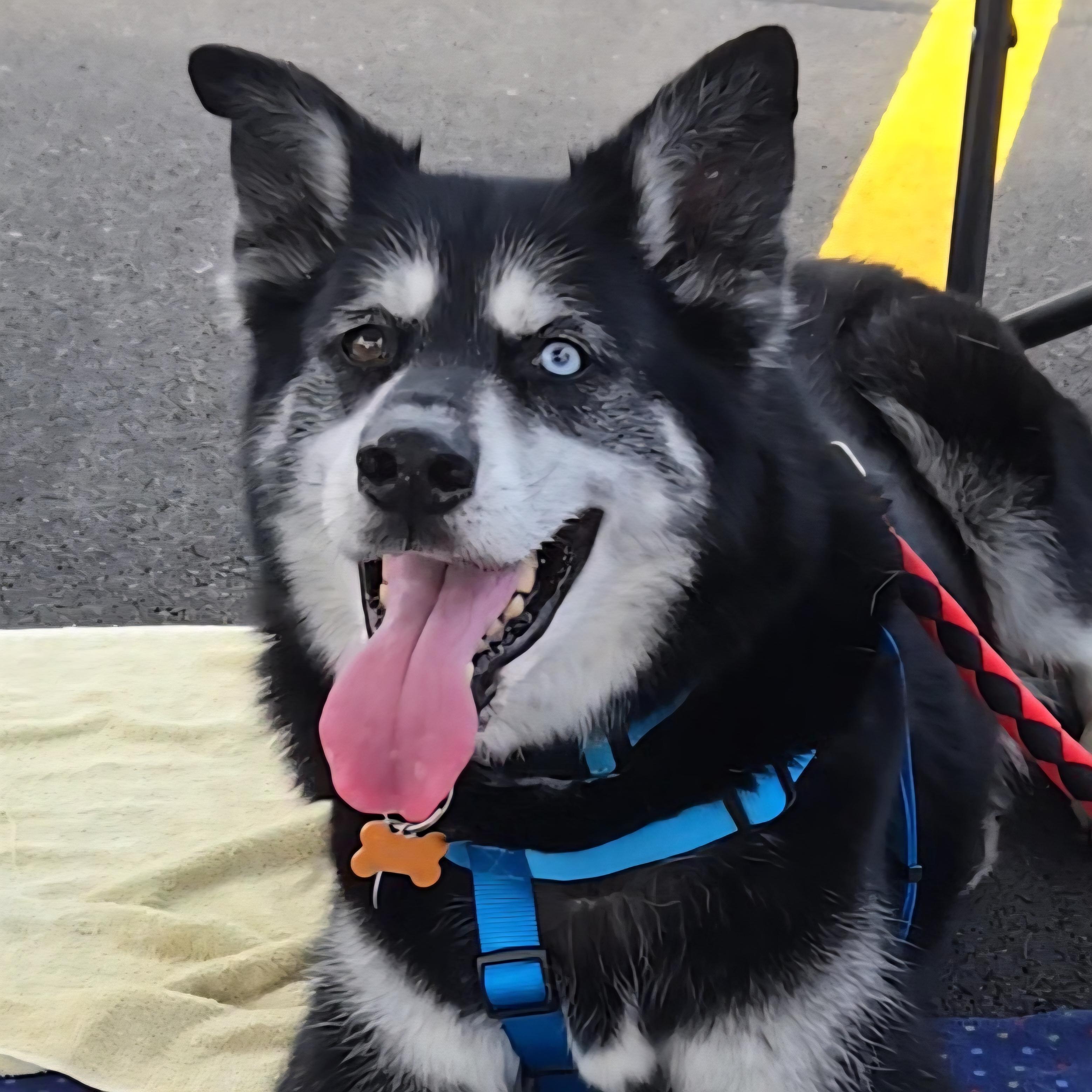 Enlarge Marshall, a Adoptable mixed breed in Normal, IL image 2/6
